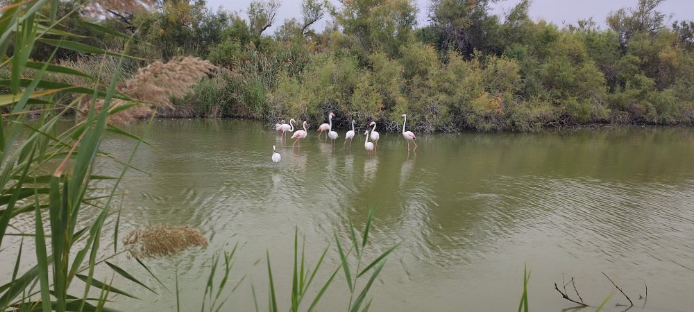 parc ornithologique flaments roses.jpg