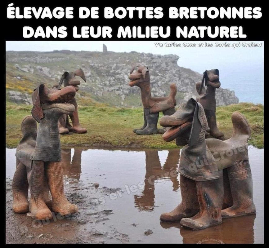 Chiens bretons.jpg