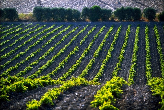 vignoble_sardaigne.jpg