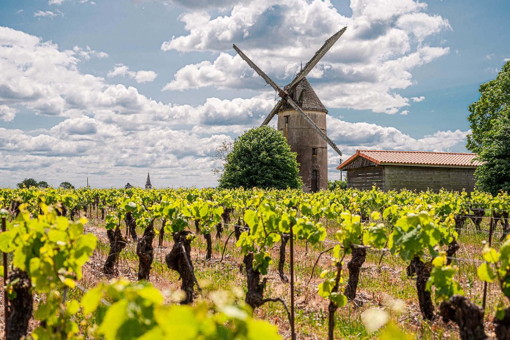 vignoble-moulinguillou-tillieres-2023-web-4.jpg