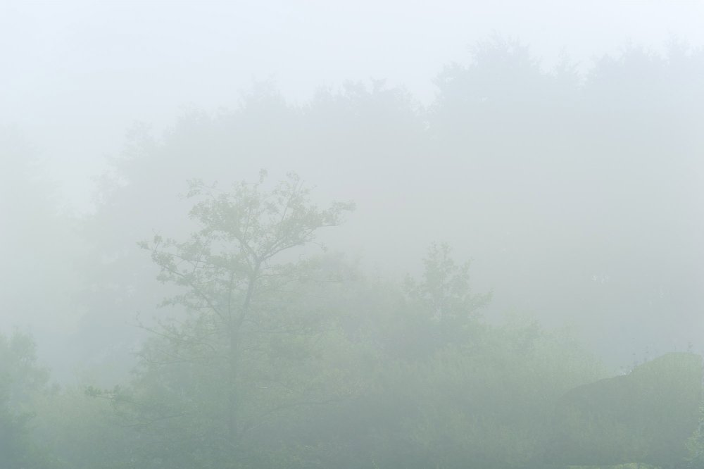 FORÊTS
