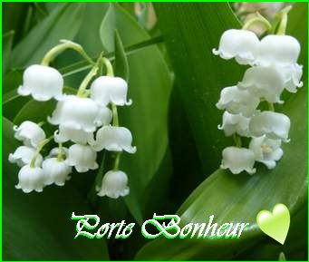 Brin de muguet.jpg